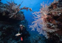 Explore the Amazing Underwater Paradise of Egypt